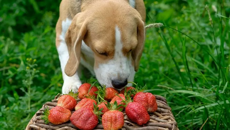 Le fragole fanno bene ai cani? Quali sono i benefici delle fragole per i cani? I cuccioli possono mangiare le fragole?