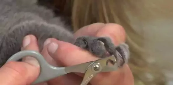 Come tagliare le unghie del gatto? Quali sono le funzioni di tutti gli artigli posteriori del gatto?