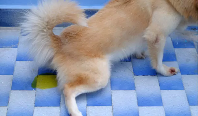 Come trattare le infezioni del tratto urinario nei cani? Cosa può causare le infezioni del tratto urinario nei cani?