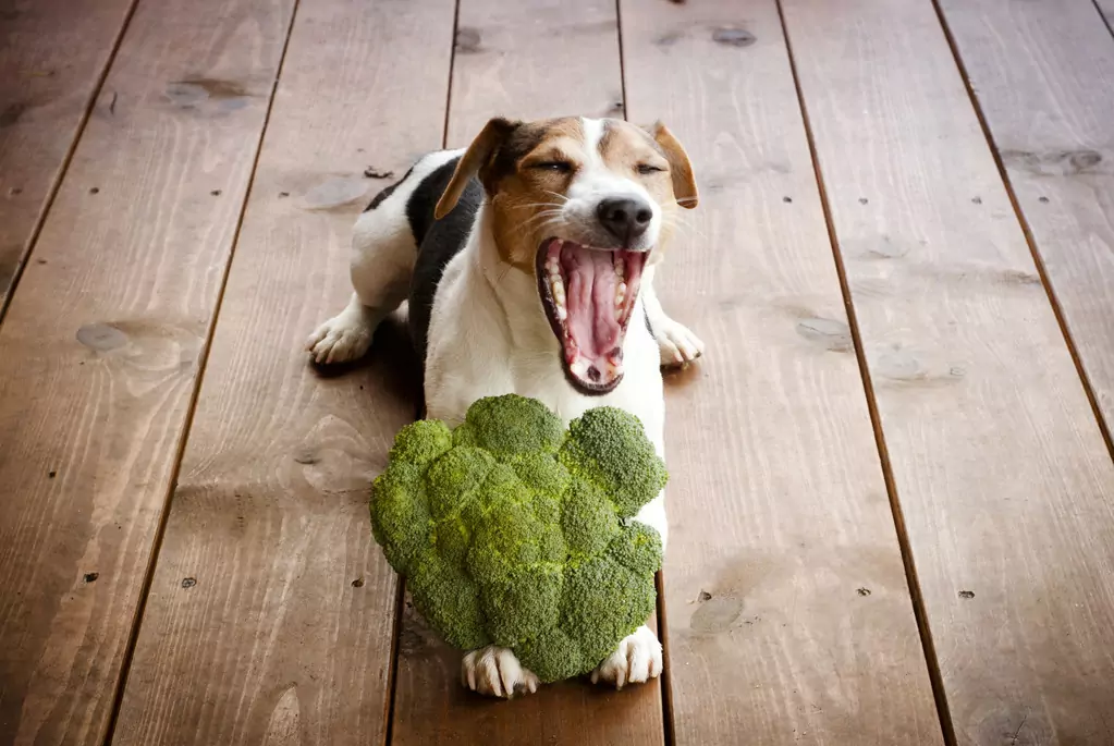 I broccoli fanno bene ai cani? I broccoli fanno bene, ma non è tutto buono e niente cattivo