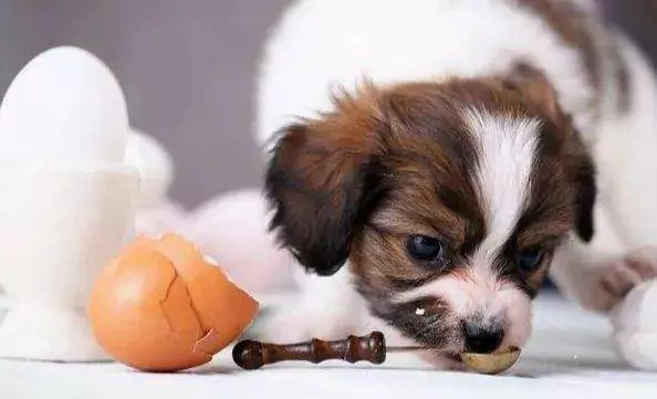 I cani possono mangiare uova crude? Cosa succede ai cani quando mangiano uova crude