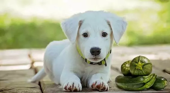 I cani possono mangiare le zucchine? I benefici delle zucchine per i cani