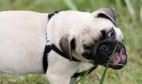 I cani possono mangiare l'erba?