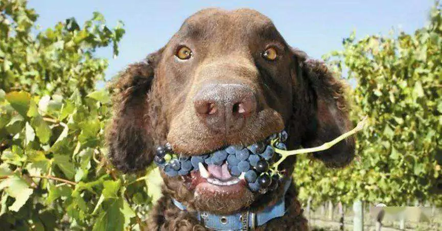 I cani possono mangiare l'uva? Sintomi di avvelenamento nei cani dopo aver mangiato uva