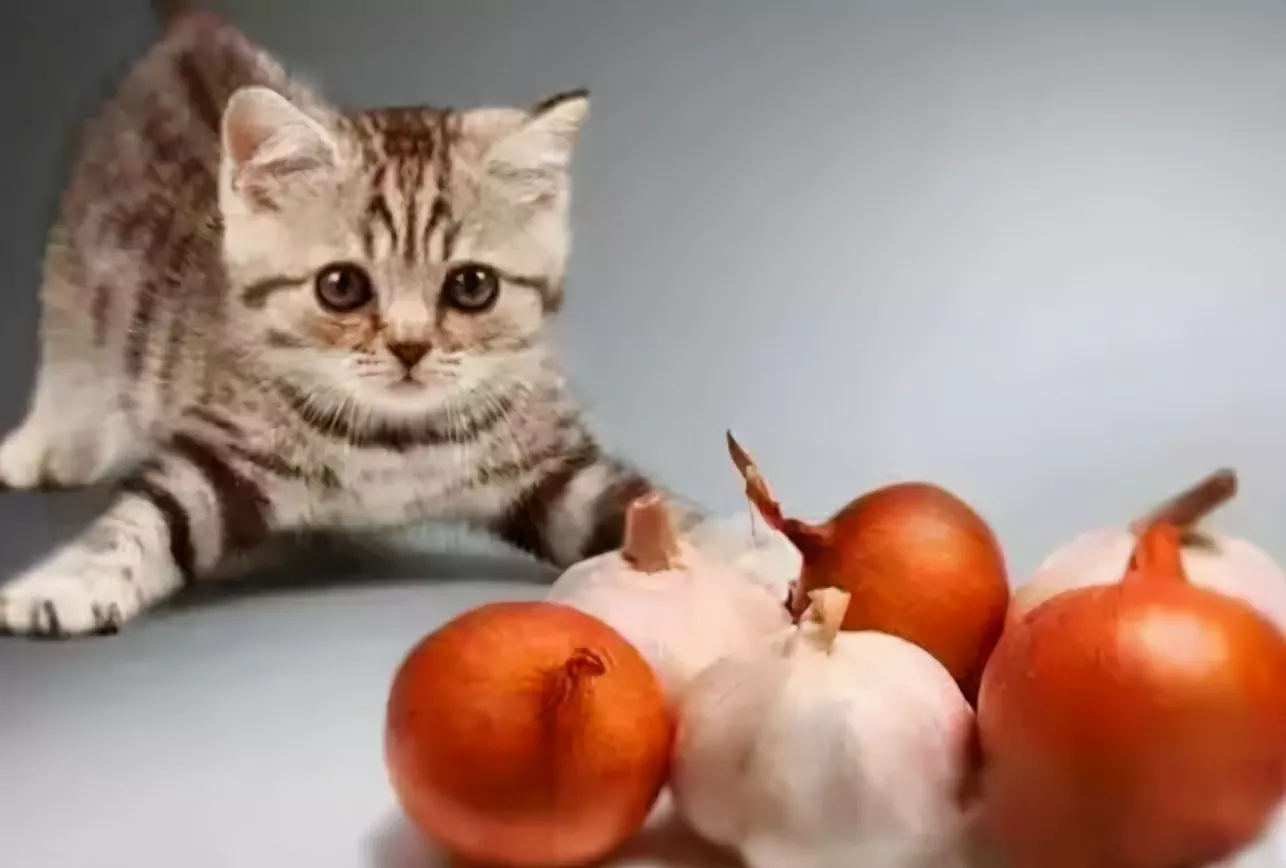 I gatti possono mangiare l'aglio? Perché i gatti non possono mangiare cipolle e aglio?