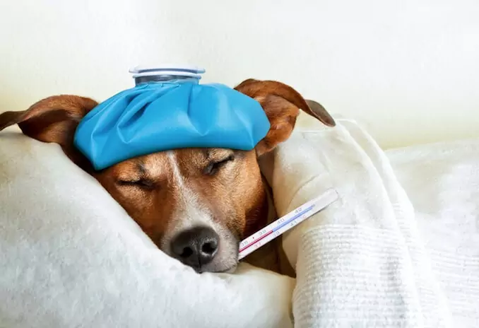 Come si fa a capire se il cane ha la febbre? Cause di febbre nei cani