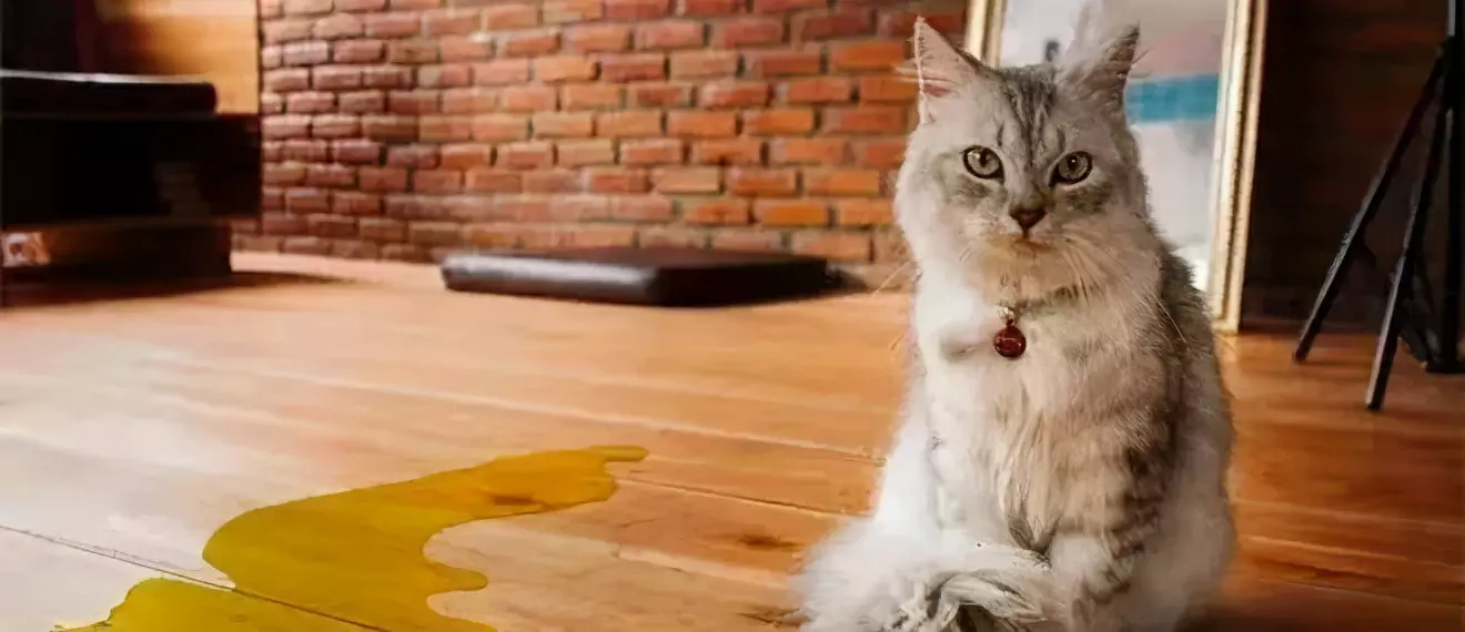 Come eliminare l'odore di urina del gatto？Perché l'urina del gatto ha un odore sgradevole?