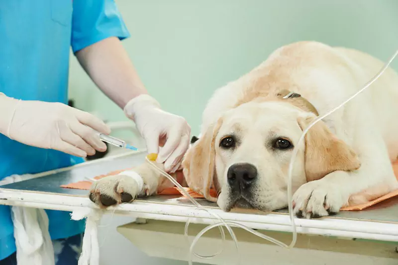 I cani possono avere un ictus? Qual è il problema che causa l'ictus in un cane?
