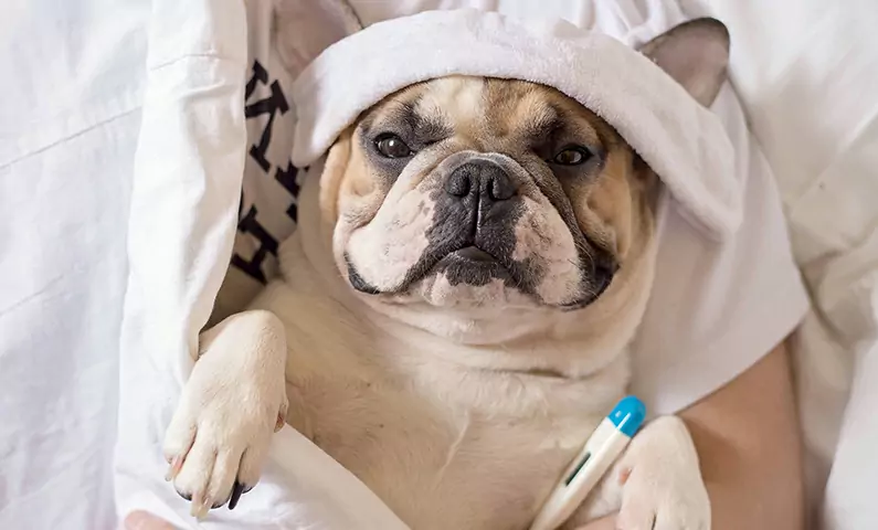 I cani possono prendere l'influenza? Come si diffonde l'influenza canina?