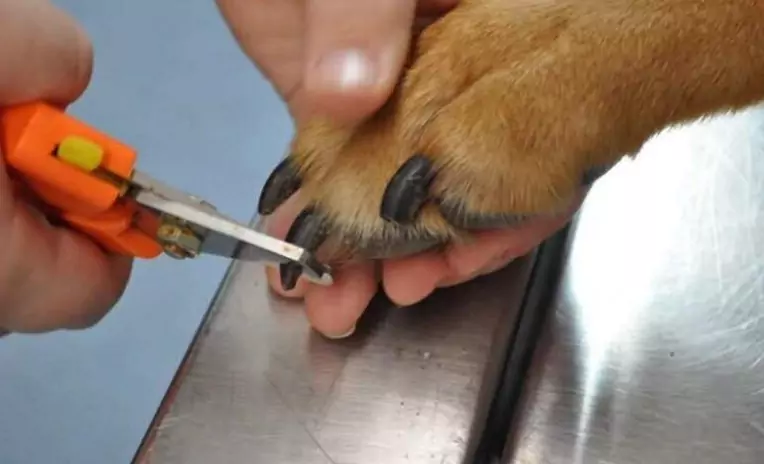 Con quale frequenza devo tagliare le unghie del mio cane?
