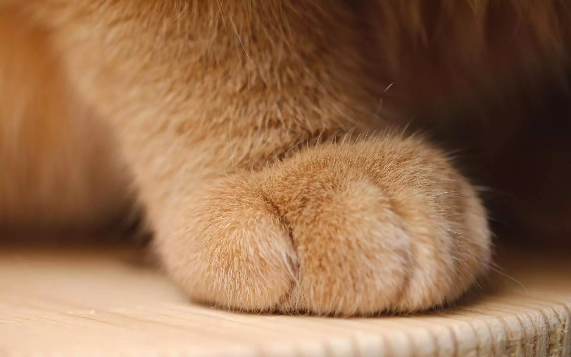 Quante dita ha un gatto?