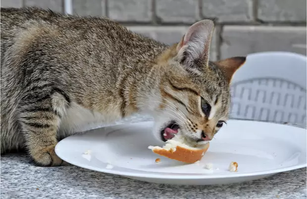 I gatti possono mangiare il pane? Perché i gatti amano il pane?