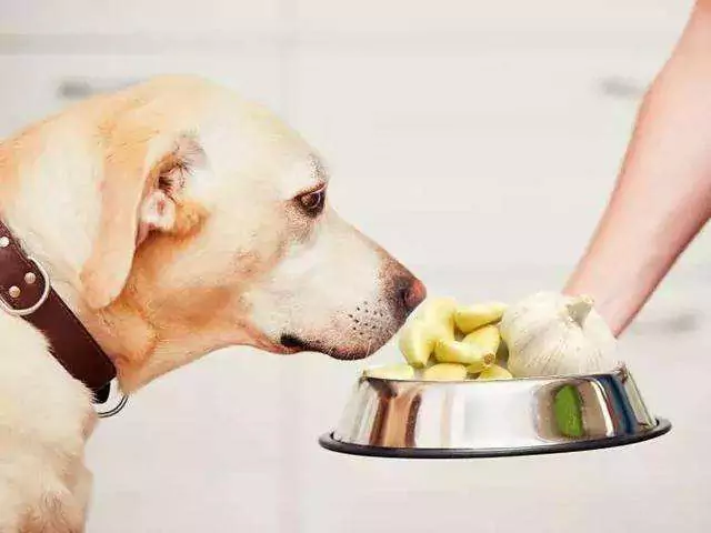 I cani possono mangiare l'aglio? Quali sono i sintomi quando un cane mangia l'aglio?