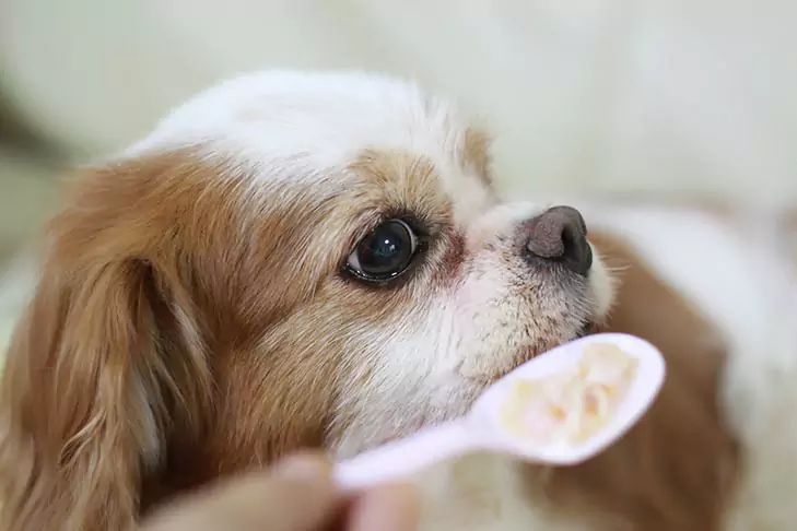 I cani possono mangiare la farina d'avena? Benefici della farina d'avena per i cani