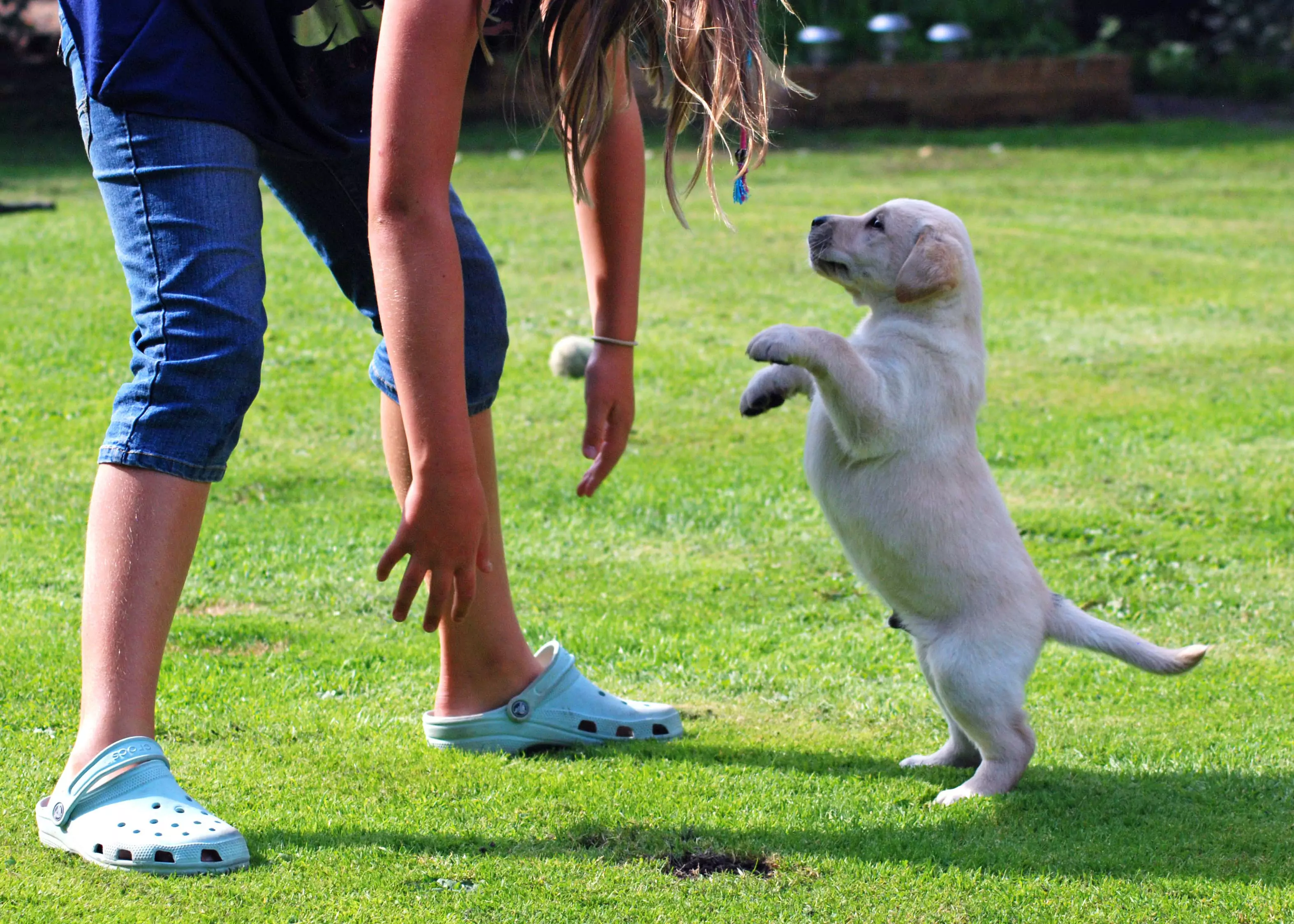 Come impedire a un cane di saltare addosso a una persona