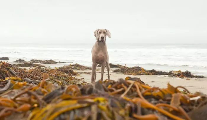 I cani possono mangiare le alghe? Qual è la differenza tra alghe e kelp?