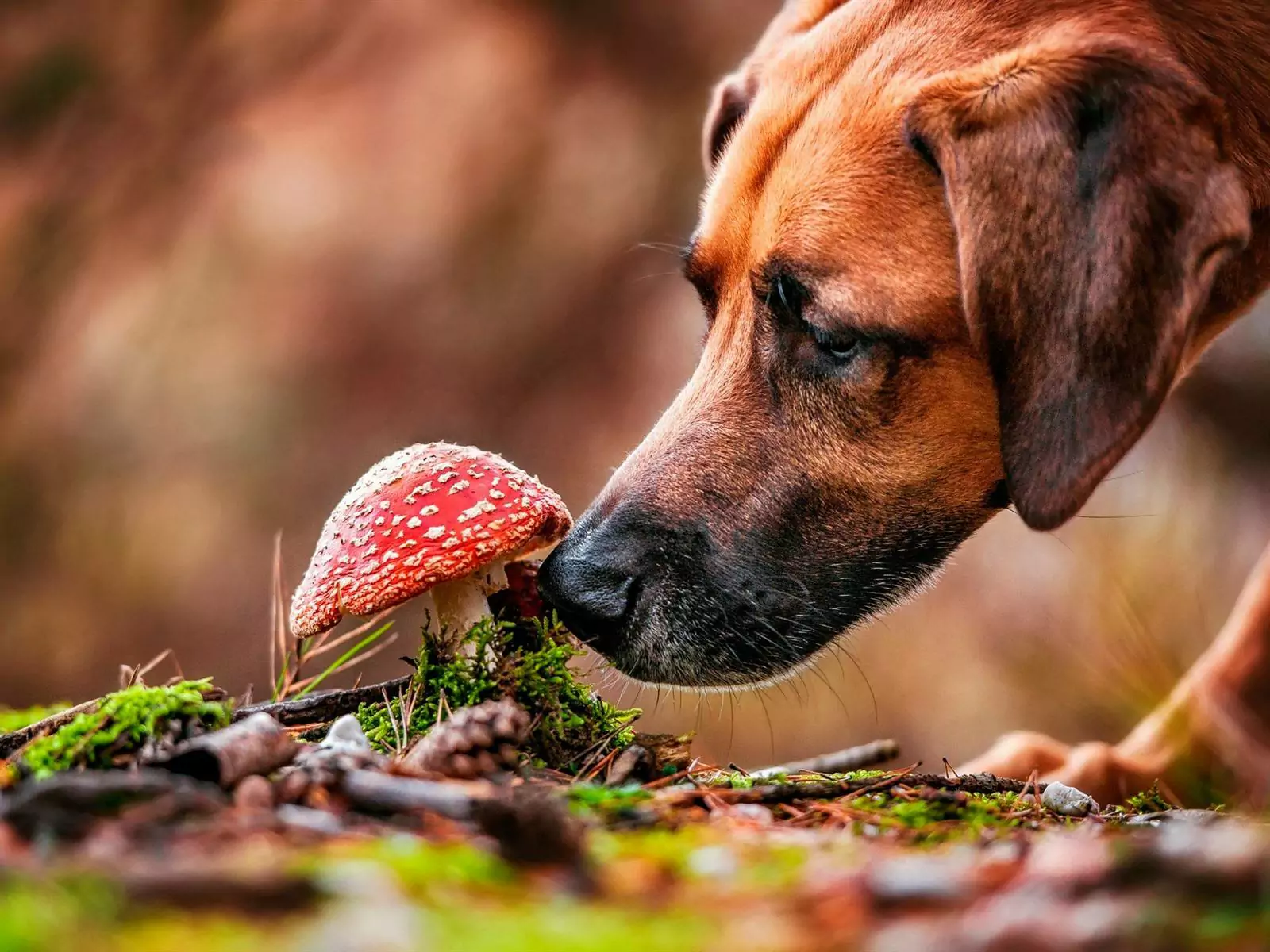 I cani possono mangiare i funghi? Qual è l'alimentazione dei cani con i funghi?