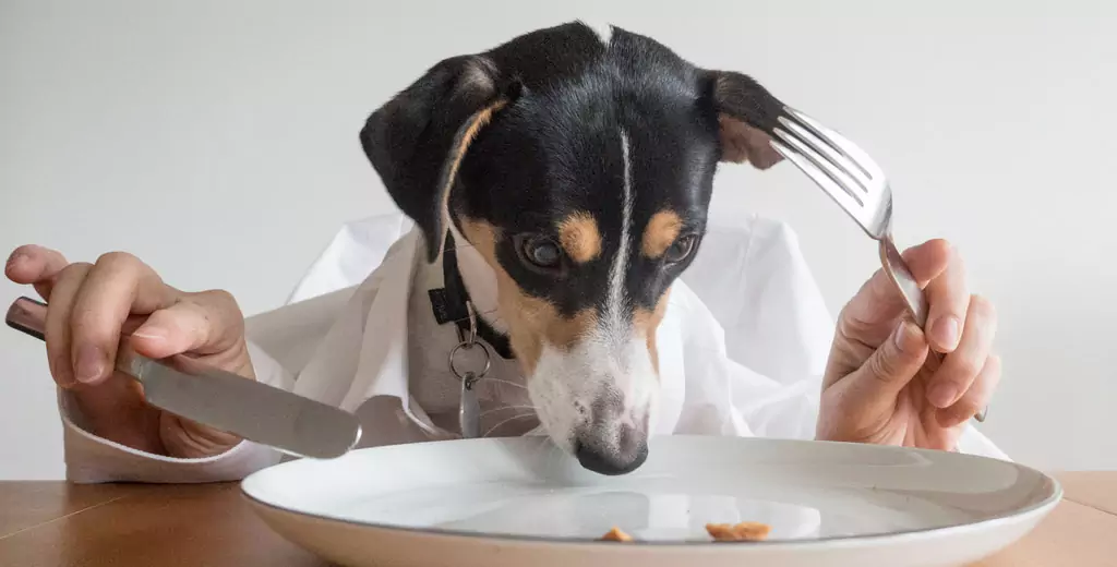 I cani possono mangiare le patate? Quali sono i benefici delle patate per i cani? I cani possono mangiare il purè di patate?