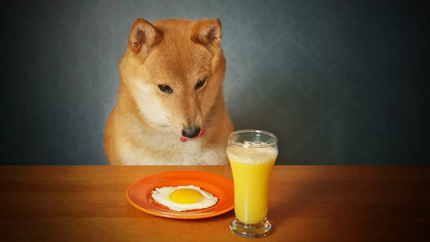 I cani possono bere il succo d'arancia?