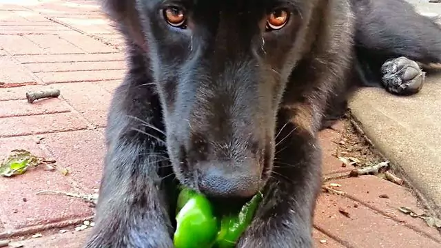 I cani possono mangiare i peperoni verdi? Come comportarsi quando un cane mangia peperoni verdi