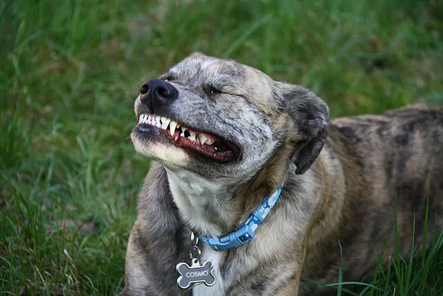 I cani perdono i denti?