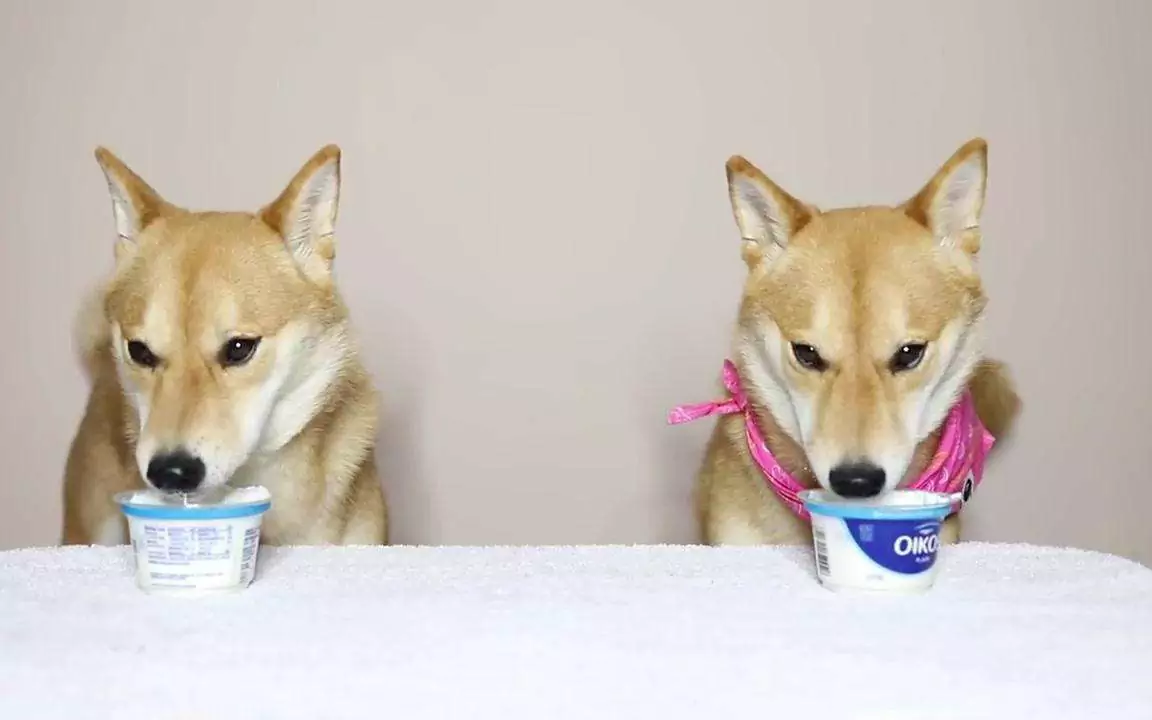 I cani possono mangiare lo yogurt? Quali sono i benefici dello yogurt per i cani?