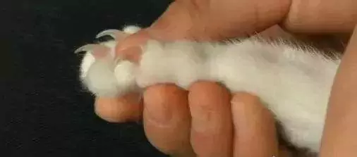 Come tagliare gli artigli del gatto? Il pelo delle zampe del gatto deve essere rasato