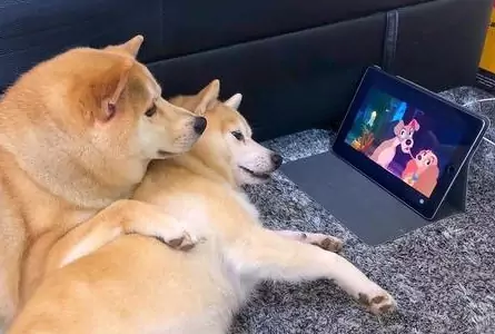 I cani possono guardare la TV? Cosa vedono i cani in TV?