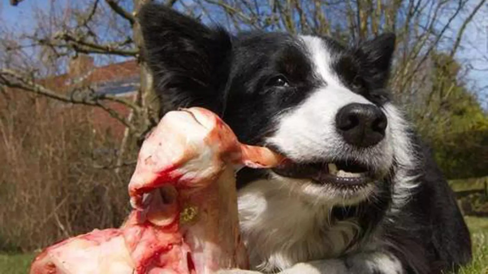 I cani possono mangiare carne di manzo cruda? Vantaggi e svantaggi della carne di manzo per cani