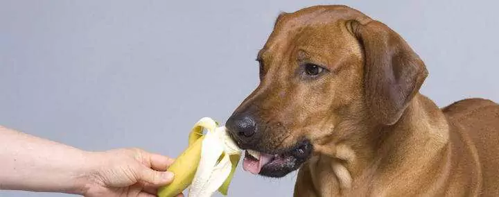 I cani possono mangiare le banane? Quali sono i benefici delle banane per i cani?