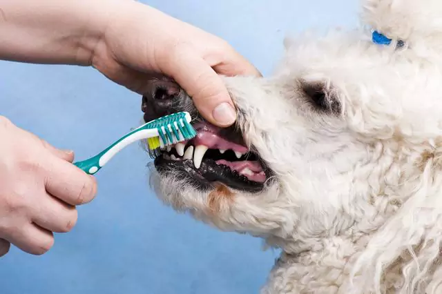 Con quale frequenza devo lavare i denti al mio cane?