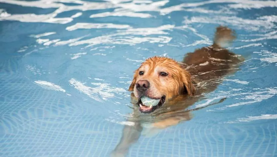 Tutti i cani sanno nuotare?
