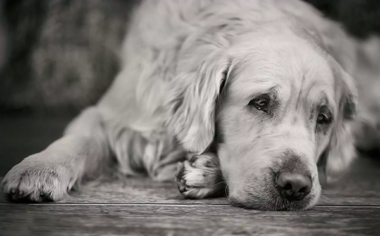 I cani possono essere depressi?