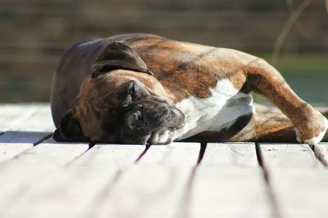 Perché i cani si contorcono quando dormono?