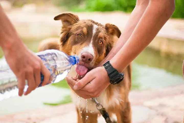 Quanta acqua deve bere un cane?