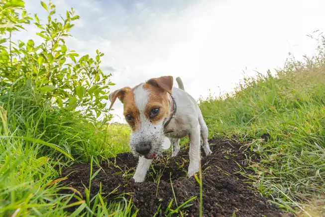 Perché i cani scavano le buche？Perché i cani scavano sempre vicino al recinto?