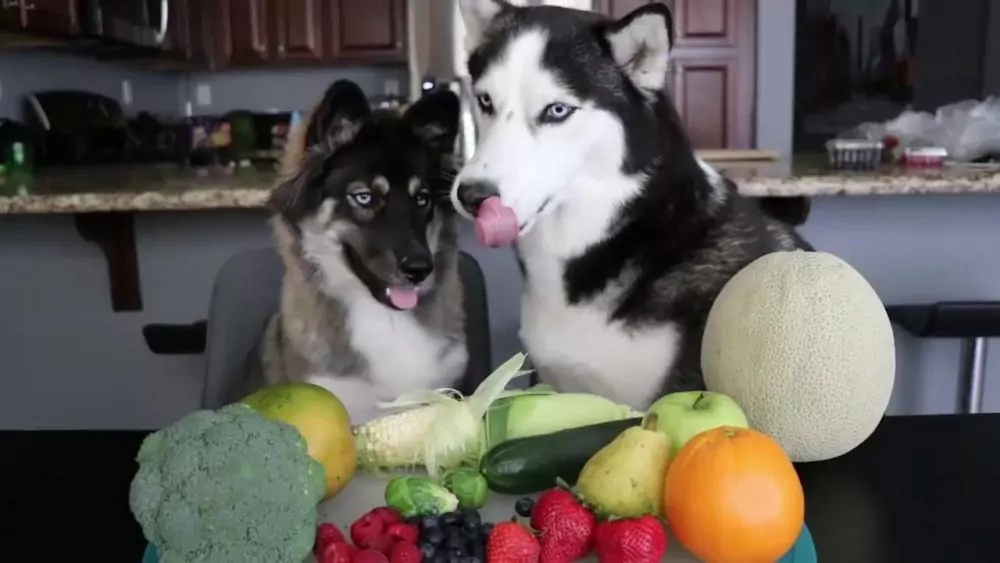 I cani possono mangiare le verdure? Quali sono le verdure che i cani amano mangiare?