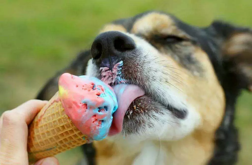 I cani possono mangiare il gelato? Potenziali problemi di salute del gelato per i cani