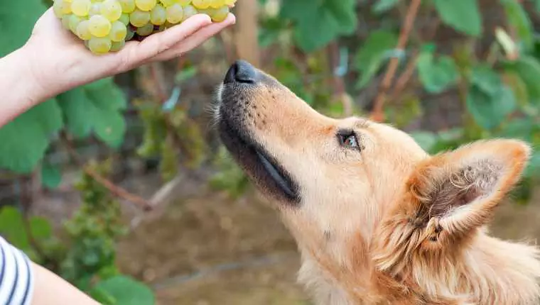 I cani possono mangiare l'uva passa? Tossicità dell'uva, sintomi di avvelenamento nei cani