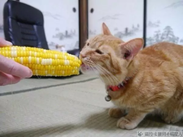 I gatti possono mangiare il mais? Consigli per l'allevamento dei gatti