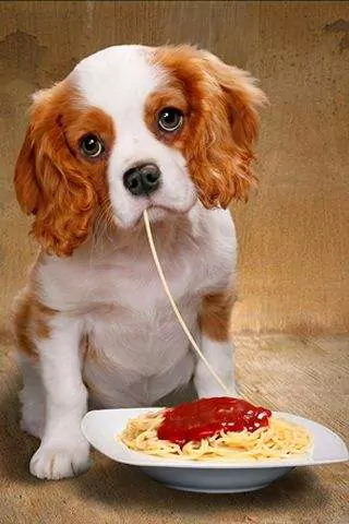 I cani possono mangiare gli spaghetti? Quali sono gli effetti nocivi del consumo prolungato di spaghetti nei cani?