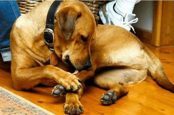 Perché i cani si leccano le zampe? Come trattare il leccamento delle zampe nei cani