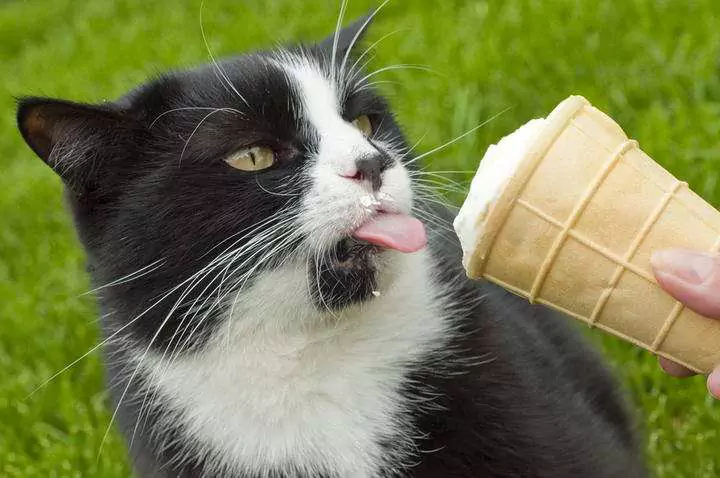 I gatti possono mangiare il gelato? I gatti possono mangiare lo yogurt