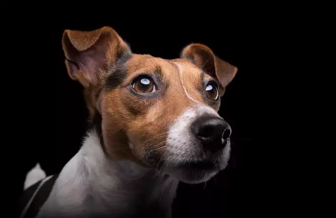 Quali colori possono vedere i cani? Quali sono le differenze tra le strutture visive dei cani e quelle degli esseri umani?