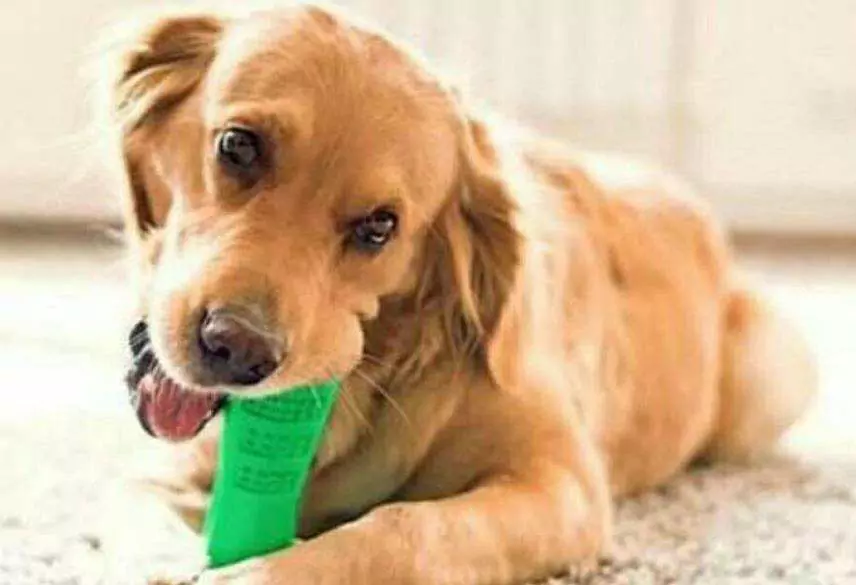 Come pulire la bocca del cane a casa? Consigli per eliminare l'odore della bocca del cane