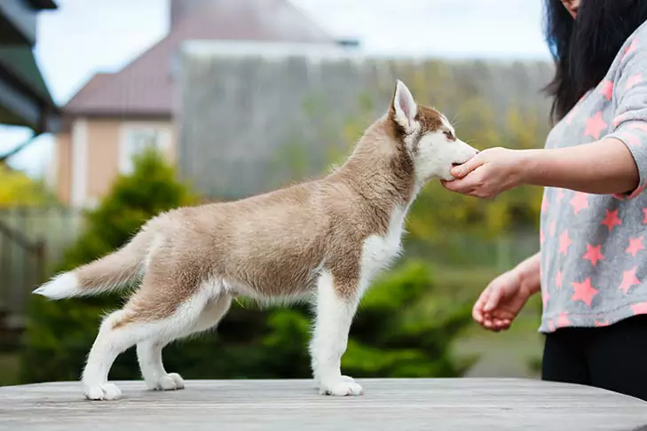 Come addestrare un cane? Contenuti principali dell'addestramento