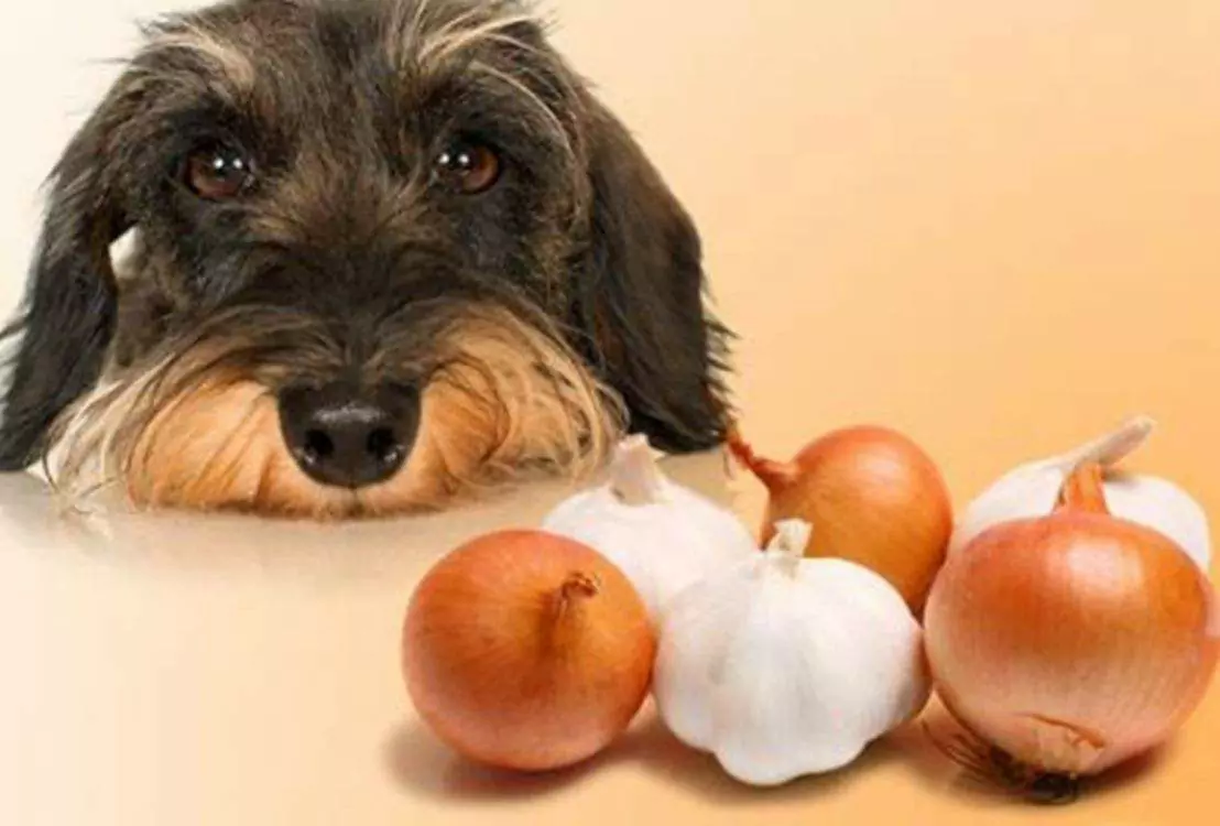 I cani possono mangiare le cipolle? Perché le cipolle sono tossiche per i cani