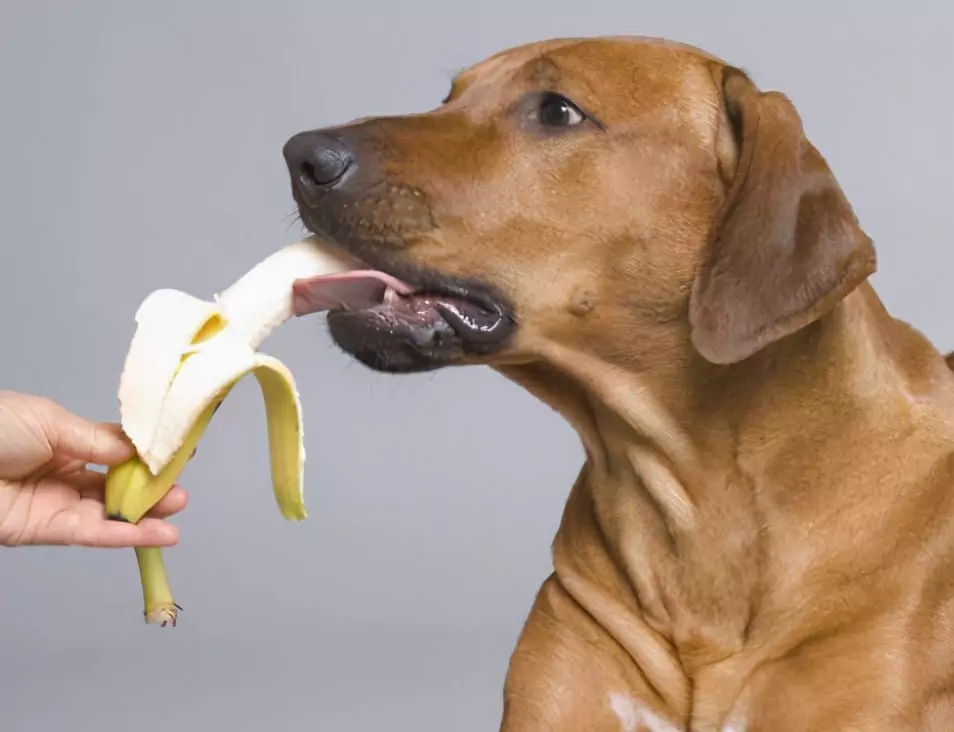 Quale frutta possono mangiare i cani? Pro e contro della frutta per cani e precauzioni