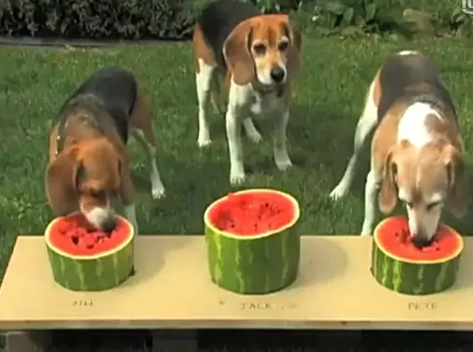 I cani possono mangiare l'anguria? Quali sono i benefici dell'anguria per i cani?