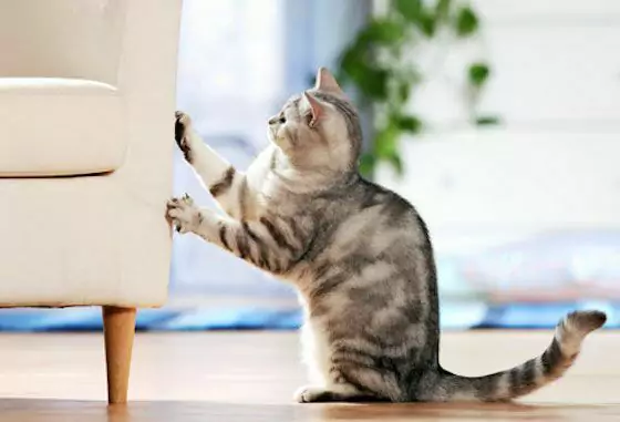 Come evitare che i gatti graffino i mobili? Come proteggere i mobili?